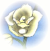 Flor del Esp�ritu Santo